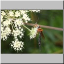 Dolichomitus messor - Schlupfwespe w02a 30mm - OS-Hellern Wiese det06.jpg